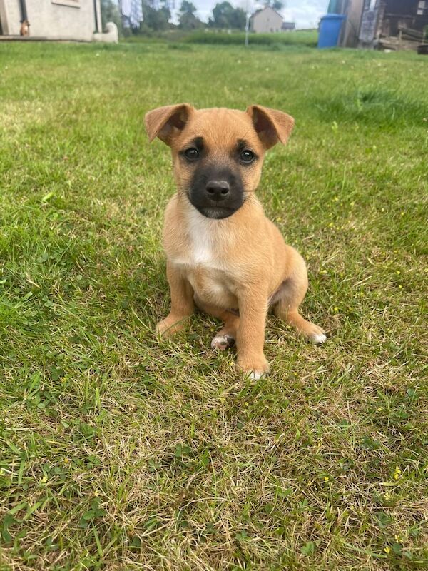 Jack Russell puppies for sale in Downpatrick, County Down – 8 weeks old - Image 2 of 3