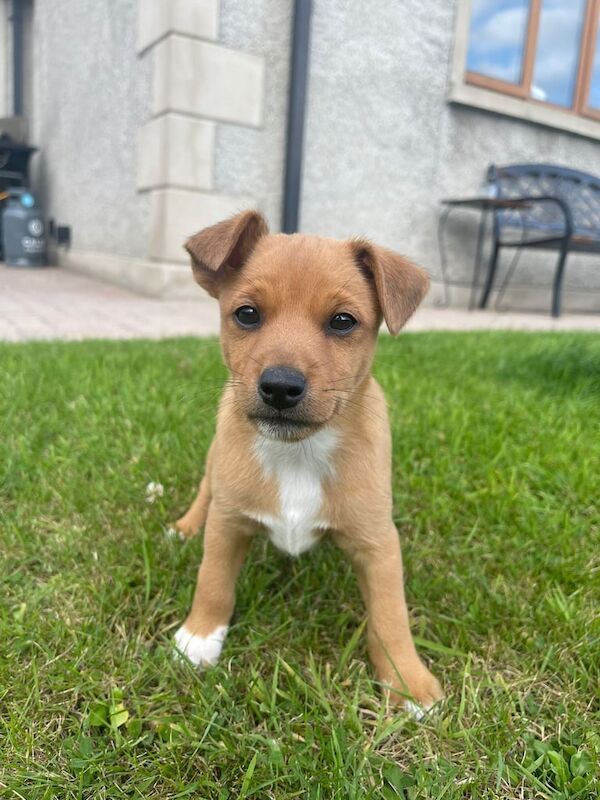 Jack Russell puppies for sale in Downpatrick, County Down – 8 weeks old - Image 3 of 3