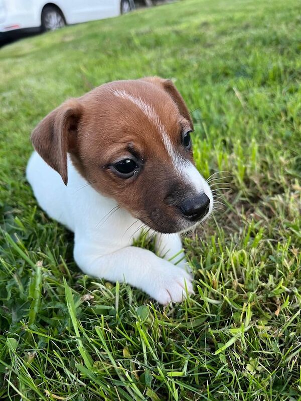 Jack Russell Terrier puppies for sale in Dungannon, County Tyrone – 9 weeks old