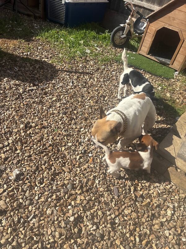 Jack Russell Terrier puppies for sale in Ash Vale, Surrey – 8 weeks old