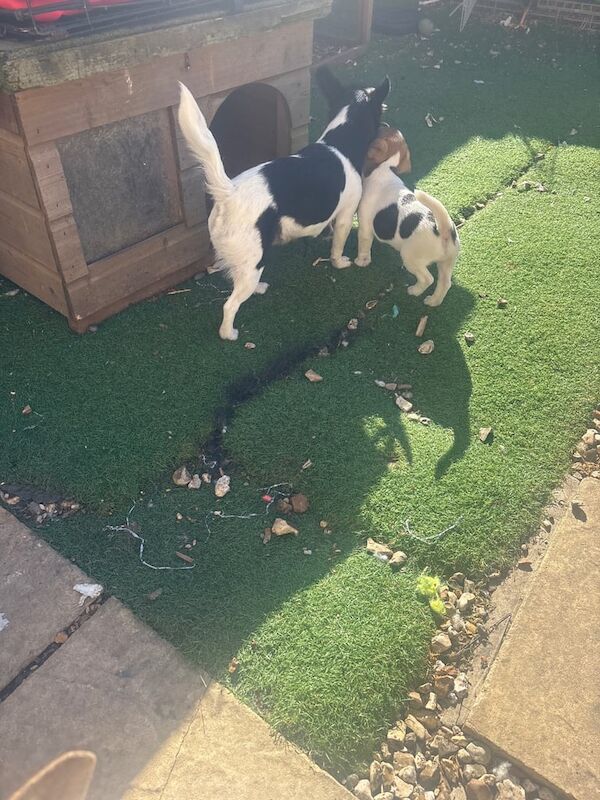 Jack Russell Terrier puppies for sale in Ash Vale, Surrey – 8 weeks old - Image 2 of 3