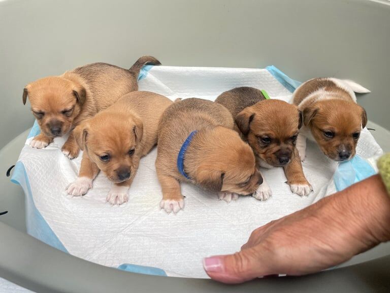Jack Russell Terrier puppies for sale in Downpatrick, County Down – 5 weeks old