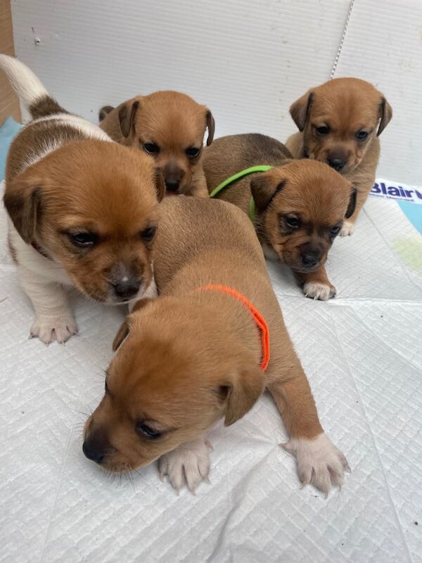 Jack Russell Terrier puppies for sale in Downpatrick, County Down – 5 weeks old - Image 2 of 3