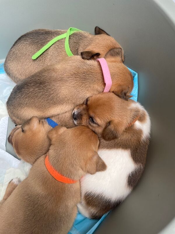Jack Russell Terrier puppies for sale in Downpatrick, County Down – 5 weeks old - Image 3 of 3