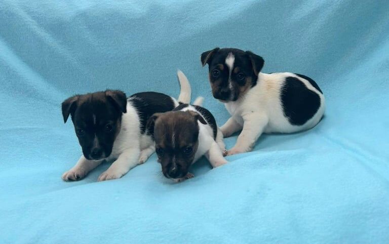 Jack Russell Terrier puppies for sale in Carluke, Lanarkshire – 5 weeks old