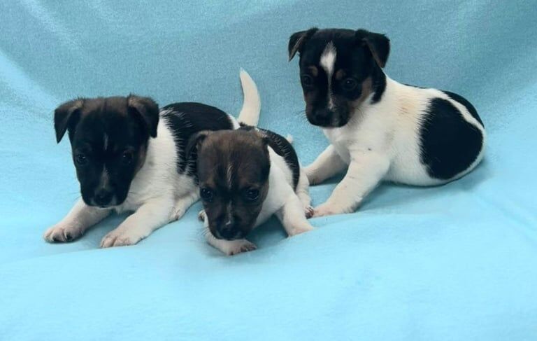 Jack Russell Terrier puppies for sale in Carluke, Lanarkshire – 11 weeks old - Image 2 of 4