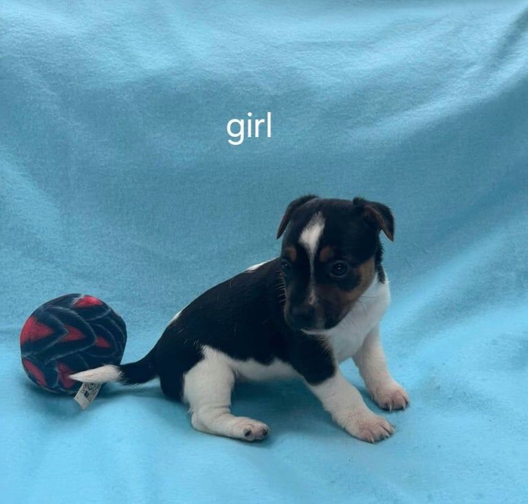 Jack Russell Terrier puppies for sale in Carluke, Lanarkshire – 11 weeks old - Image 3 of 4