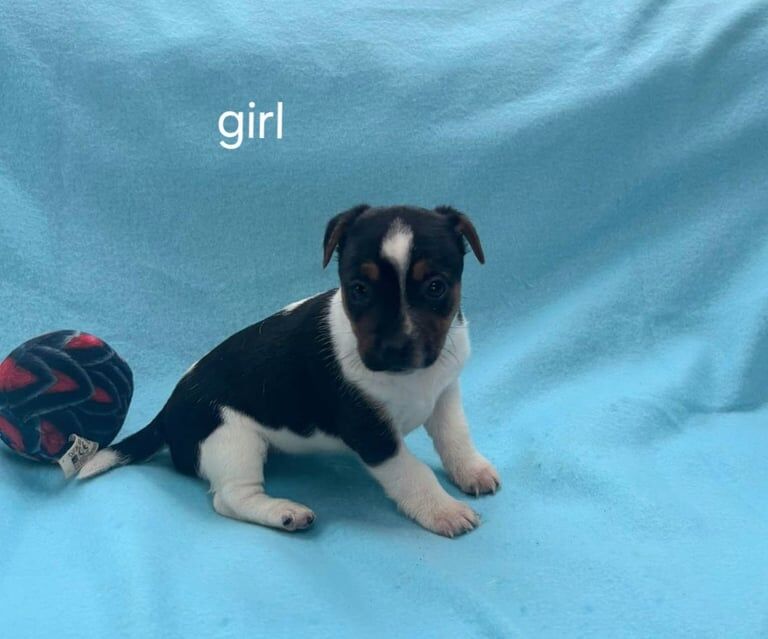 Jack Russell Terrier puppies for sale in Carluke, Lanarkshire – 11 weeks old - Image 4 of 4