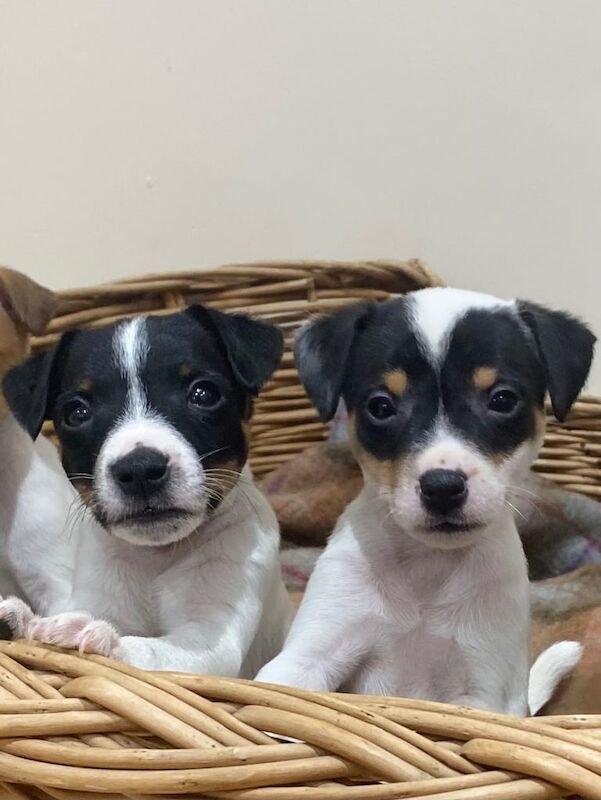 Jack Russell Terrier puppies for sale in Market Drayton, Shropshire – 8 weeks old