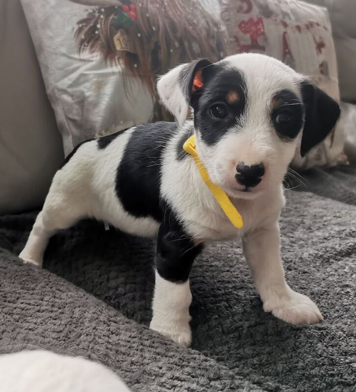 Jack Russell Terrier puppies for sale in Ely, Cambridgeshire – 8 weeks old