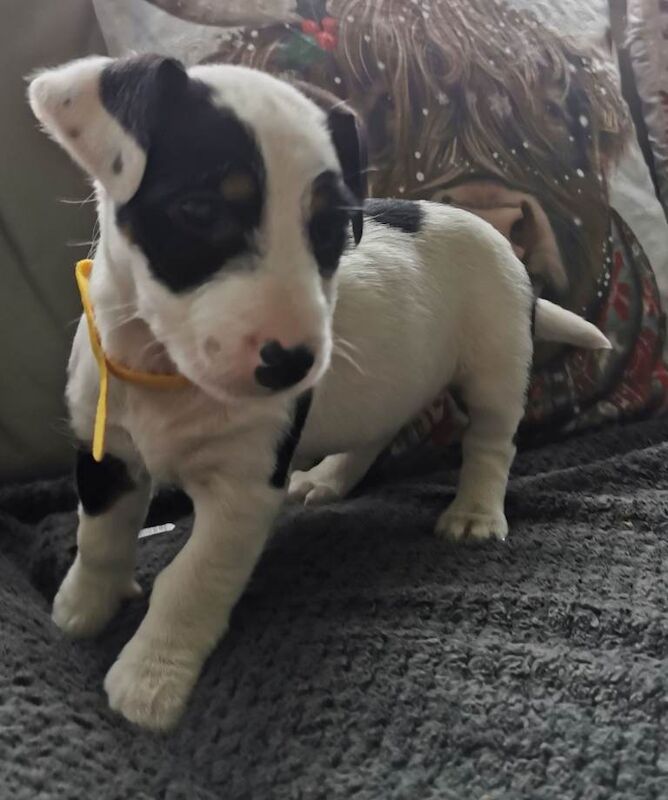 Jack Russell Terrier puppies for sale in Ely, Cambridgeshire – 9 weeks old - Image 2 of 5