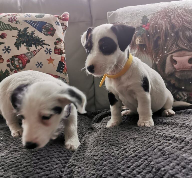 Jack Russell Terrier puppies for sale in Ely, Cambridgeshire – 9 weeks old - Image 3 of 5