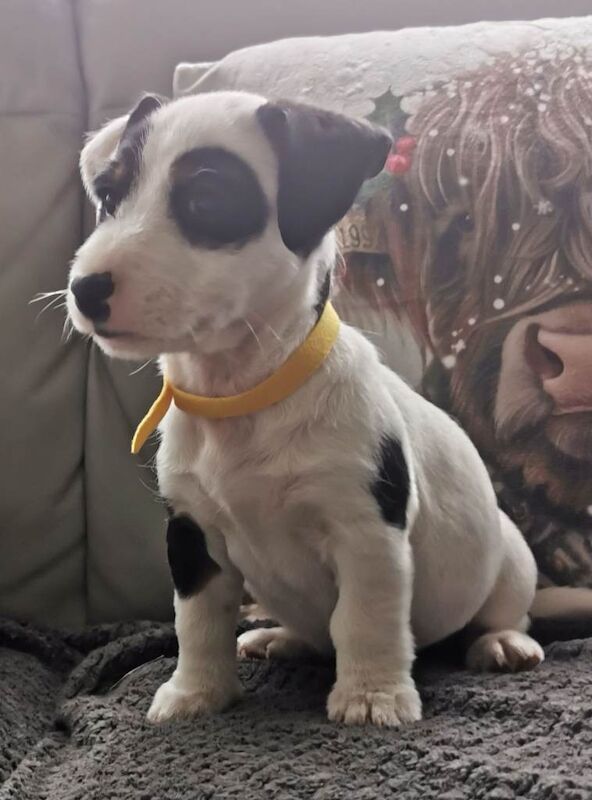 Jack Russell Terrier puppies for sale in Ely, Cambridgeshire – 9 weeks old - Image 4 of 5