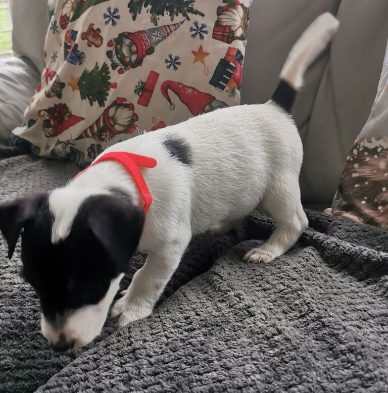 Jack Russell Terrier puppies for sale in Ely, Cambridgeshire – 9 weeks old - Image 5 of 5