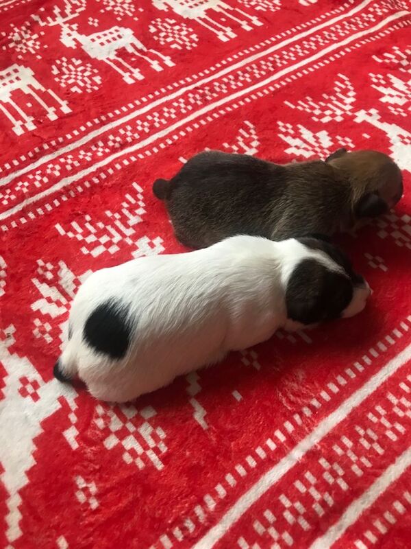 Jack Russell Terrier puppies for sale in Poole, Dorset – 3 weeks old