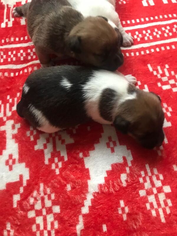Jack Russell Terrier puppies for sale in Poole, Dorset – 3 weeks old - Image 2 of 5