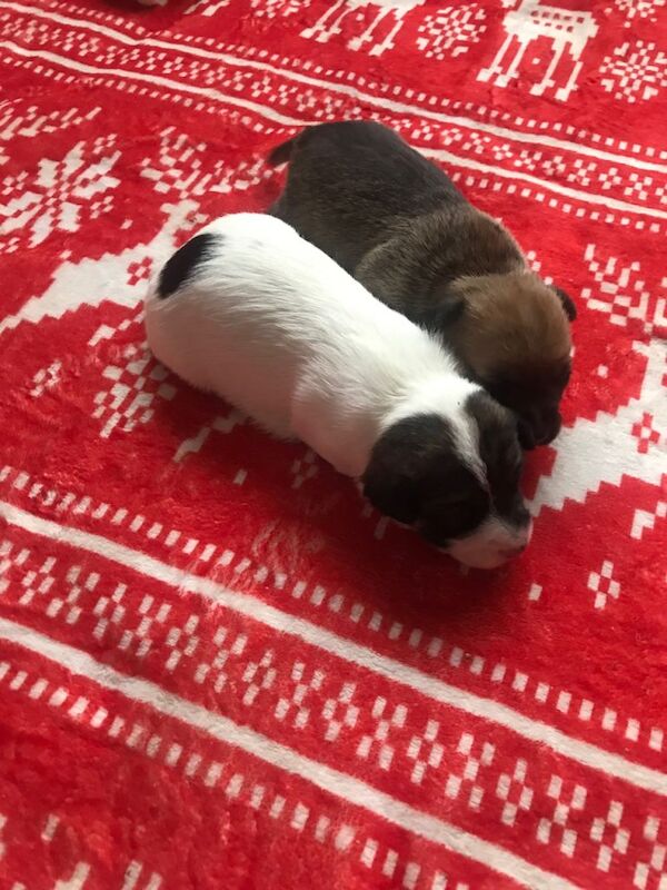 Jack Russell Terrier puppies for sale in Poole, Dorset – 3 weeks old - Image 3 of 5