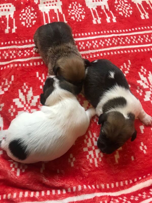 Jack Russell Terrier puppies for sale in Poole, Dorset – 3 weeks old - Image 4 of 5