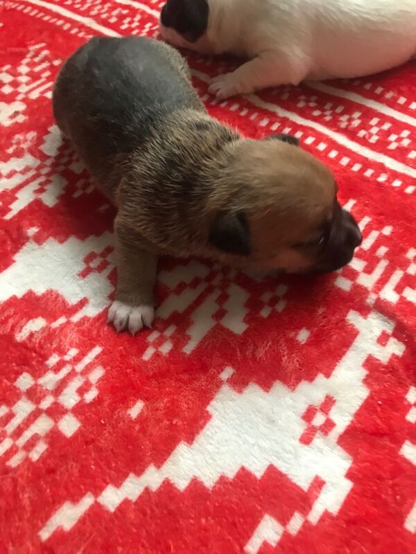 Jack Russell Terrier puppies for sale in Poole, Dorset – 3 weeks old - Image 5 of 5