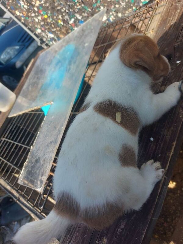 Jack russell pups