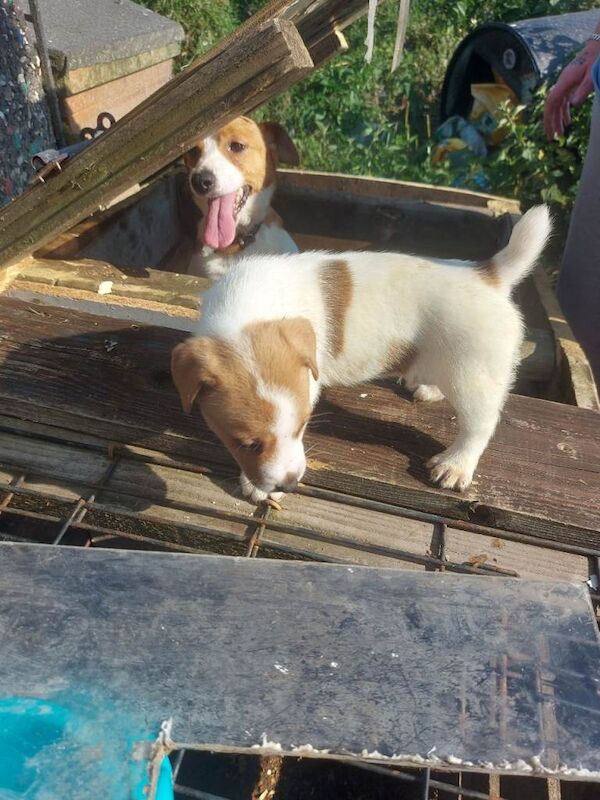 Jack russell pups - Image 2 of 5