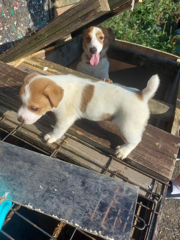Jack russell pups - Image 3 of 5