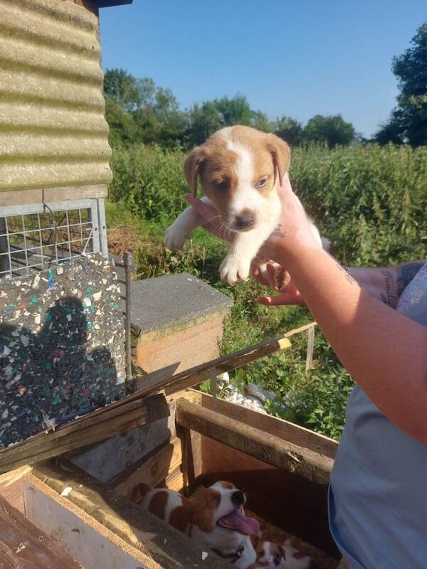Jack russell pups - Image 4 of 5