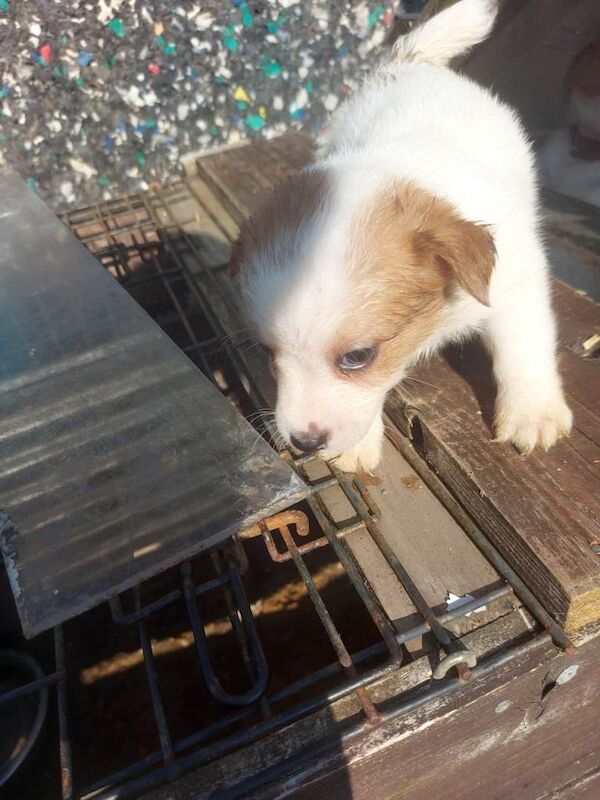 Jack russell pups - Image 5 of 5