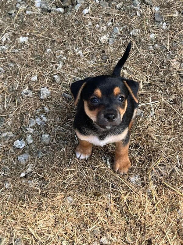 Jack Russell pups