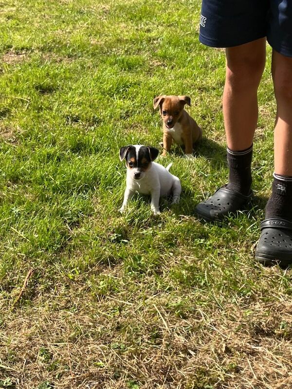 Jack Russell pups - Image 2 of 4