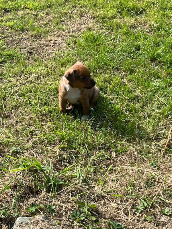 Jack Russell pups - Image 3 of 4