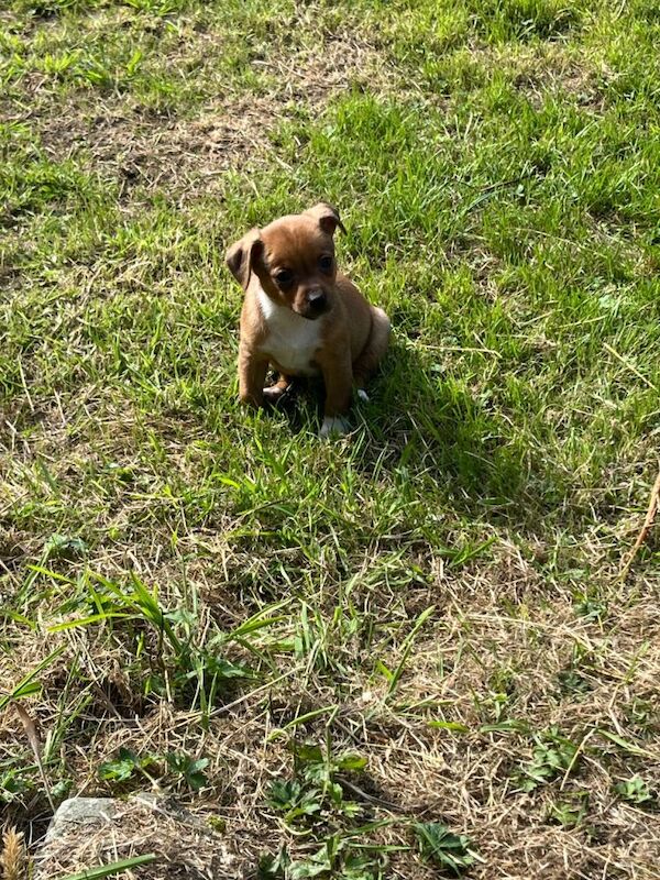 Jack Russell pups - Image 4 of 4