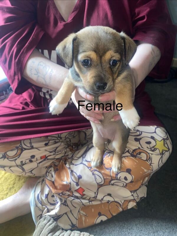 Jack Russell pups