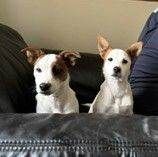 Jack Russell Pups