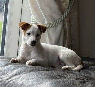Jack Russell Pups - Image 2 of 5
