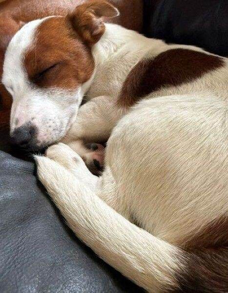 Jack Russell Pups - Image 3 of 5