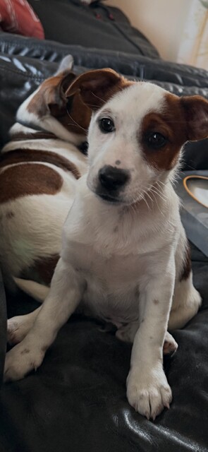 Jack Russell Pups - Image 4 of 5