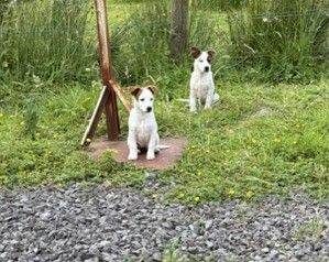 Jack Russell Pups - Image 5 of 5