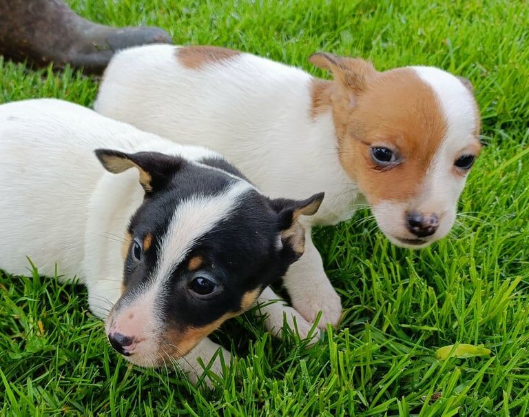 Jack Russell pups for sale in Keady, County Armagh - Image 2