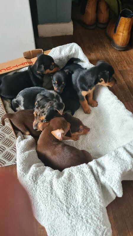 Jack Russell puppies for sale in Swansea / Abertawe, West Glamorgan – 7 weeks old