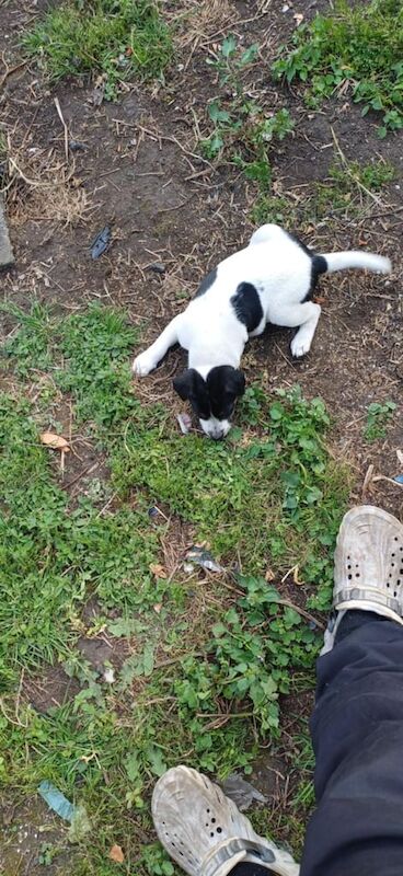 Jack Russell puppies for sale in Rhymney / Rhymni, Gwent – 9 weeks old