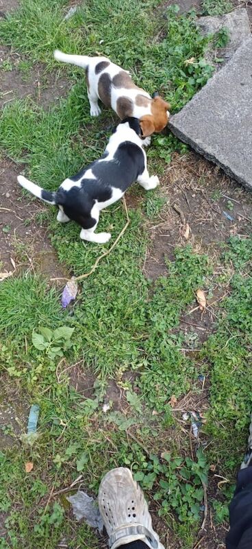 Jack Russell puppies for sale in Rhymney / Rhymni, Gwent – 9 weeks old - Image 2 of 3