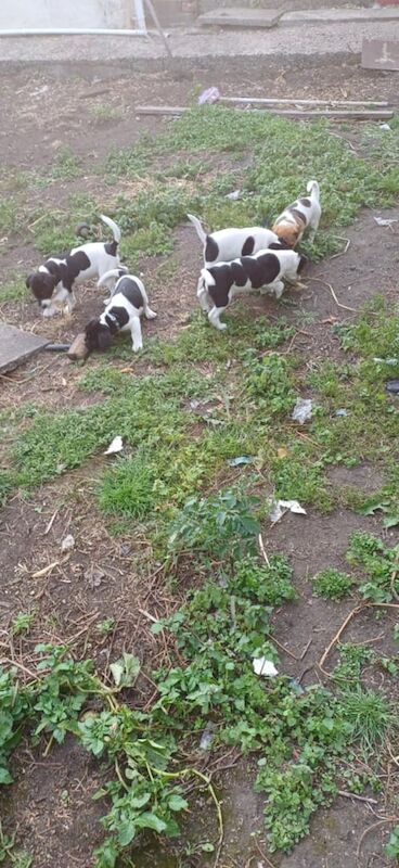 Jack Russell puppies for sale in Rhymney / Rhymni, Gwent – 9 weeks old - Image 3 of 3