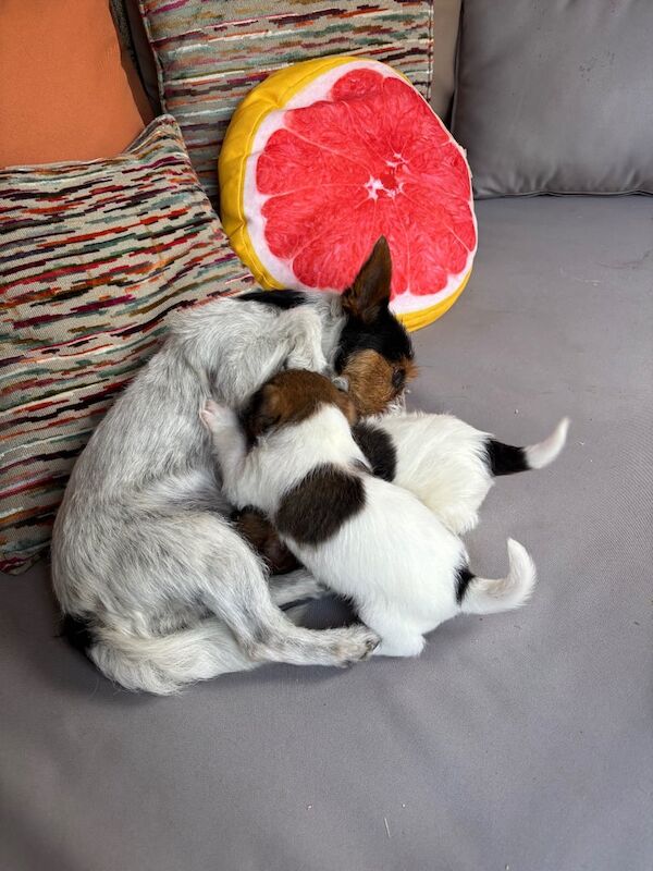 Jack Russell puppies for sale in Fulwood, Lancashire – 6 weeks old
