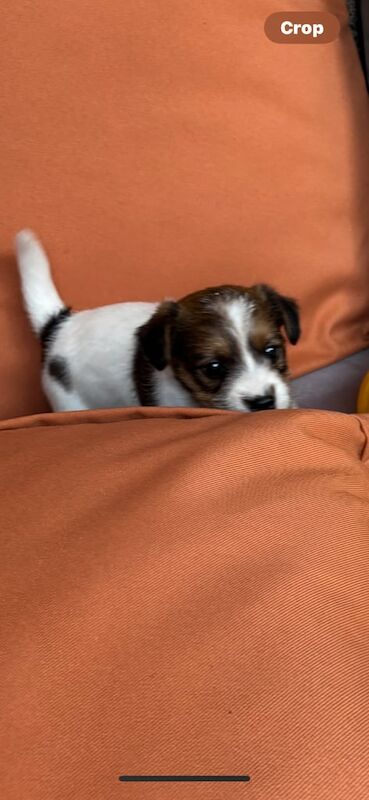 Jack Russell puppies for sale in Fulwood, Lancashire – 6 weeks old - Image 2 of 3