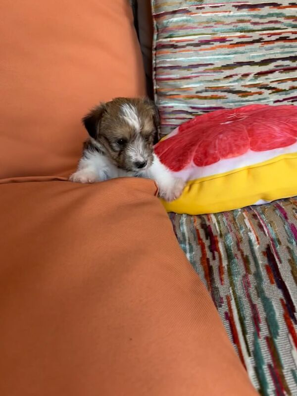 Jack Russell puppies for sale in Fulwood, Lancashire – 6 weeks old - Image 3 of 3