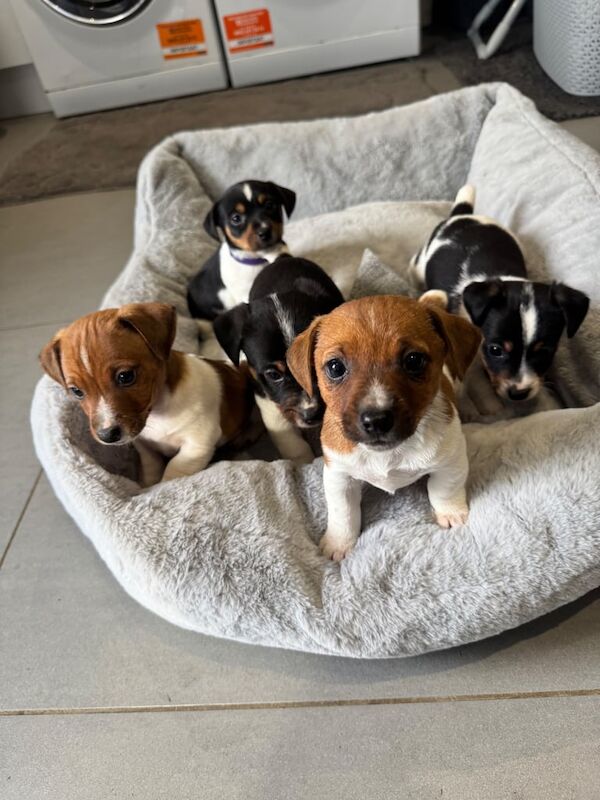Jack Russell Terrier puppies for sale in Eastleigh, Hampshire – 8 weeks old