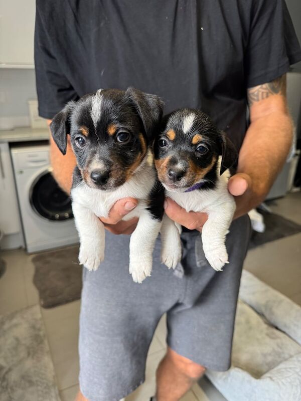 Jack Russell Terrier puppies for sale in Eastleigh, Hampshire – 8 weeks old - Image 2 of 3