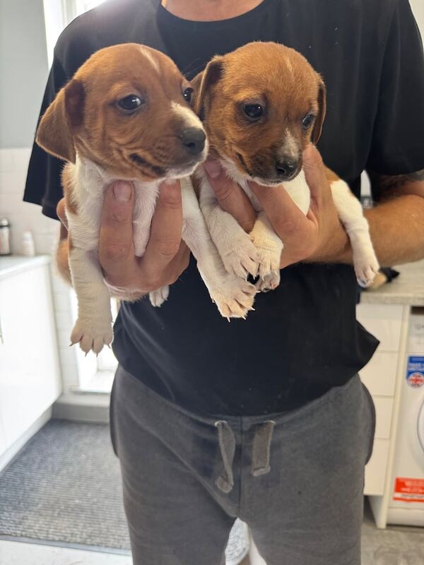 Jack Russell Terrier puppies for sale in Eastleigh, Hampshire – 8 weeks old - Image 3 of 3