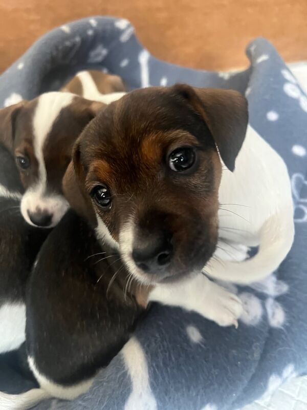 Jack Russell Terrier puppies for sale in Middlesbrough, North Yorkshire – 6 weeks old